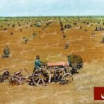برتقال-كاليفورنيا-ومشمش-وتمور-وقطن-المغرب-–-زمان