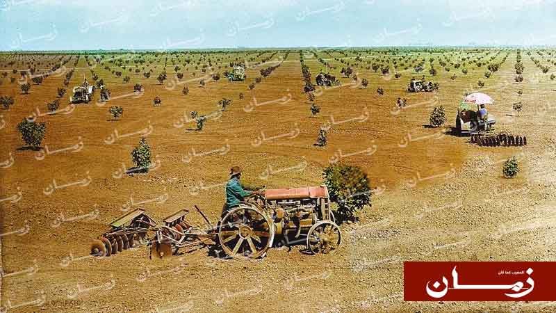 برتقال-كاليفورنيا-ومشمش-وتمور-وقطن-المغرب-–-زمان