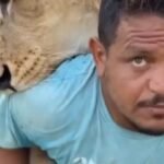 حبس-ليبي-أطلق-أسده-على-أشخاص-بدعوى-المزاح