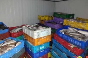 عملية أمنية نوعية بالداخلة: حجز أكثر من طن من الأسماك المهربة وتوقيف مشتبه فيه