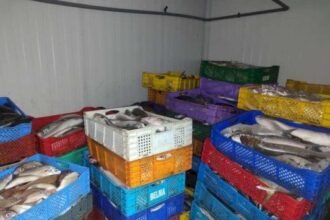 عملية أمنية نوعية بالداخلة: حجز أكثر من طن من الأسماك المهربة وتوقيف مشتبه فيه