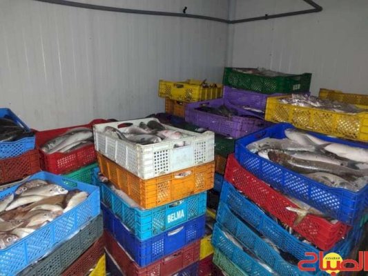 عملية أمنية نوعية بالداخلة: حجز أكثر من طن من الأسماك المهربة وتوقيف مشتبه فيه