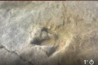 ثيروبود يعيد رسم خريطة الأطلسي: اكتشاف مسار ثان لآثار ديناصورات بأكادير عمرها 85 مليون سنة يعزز السياحة الجيولوجية