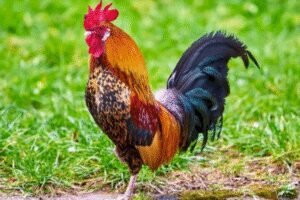 ليلة الذبح العظيم..