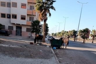 انتشار الدواب وسط أحياء سكنية بمدينة برشيد يثير الاستياء