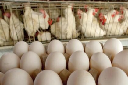 أسعار البيض بالمغرب تسجل ارتفاعا صاروخيا