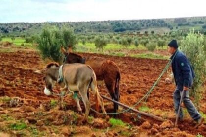 الأمطار تحيي آمال الفلاحين