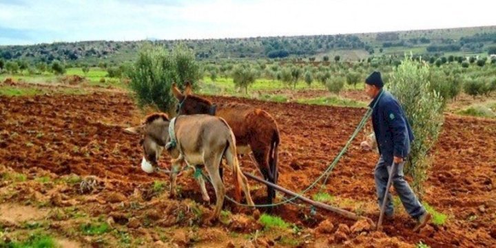 الأمطار تحيي آمال الفلاحين