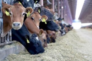 حوالي 756 ألف مستفيد من دعم مربي الماشية توصلوا بأزيد من 3 ملايير درهم