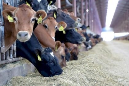 حوالي 756 ألف مستفيد من دعم مربي الماشية توصلوا بأزيد من 3 ملايير درهم