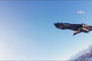 بالفيديو: نسر يختطف طائرة “درون” ويلتقط “سيلفي” في سماء تركيا.