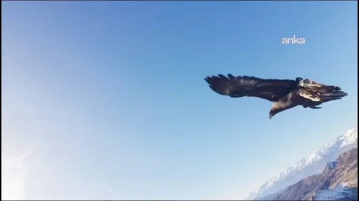 بالفيديو: نسر يختطف طائرة “درون” ويلتقط “سيلفي” في سماء تركيا.