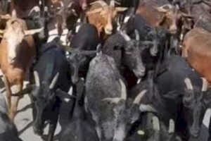 اشتوكة: فك لغز سرقة قطيع من الماعز في آيت عميرة