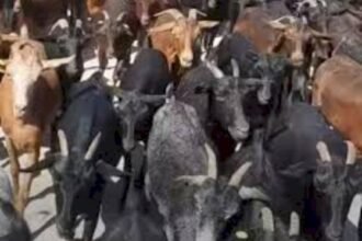 اشتوكة: فك لغز سرقة قطيع من الماعز في آيت عميرة