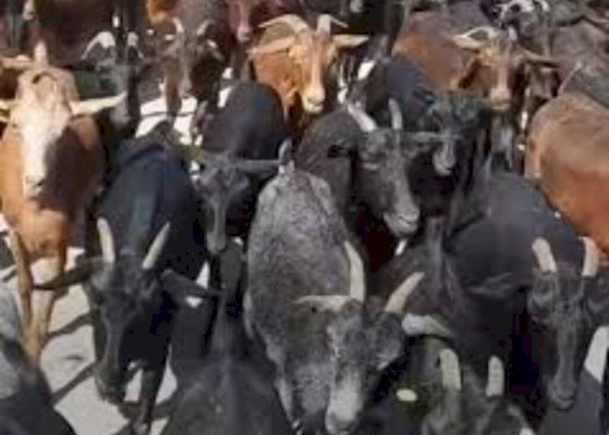 اشتوكة: فك لغز سرقة قطيع من الماعز في آيت عميرة