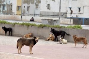 تحقيق رويترز يفند مزاعم استهداف الكلاب الضالة في المغرب قبل مونديال 2030