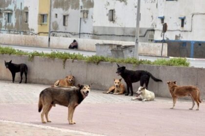 تحقيق رويترز يفند مزاعم استهداف الكلاب الضالة في المغرب قبل مونديال 2030