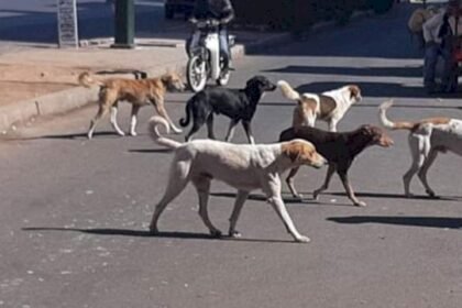 الكلاب الضالة تتسبب في أزيد من 100 ألف حالة عض وخذش و33 وفاة بالسعار