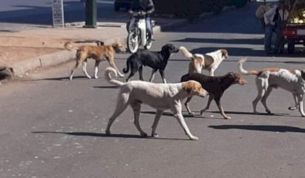 الكلاب الضالة تتسبب في أزيد من 100 ألف حالة عض وخذش و33 وفاة بالسعار