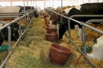 مصنعو الأعلاف بالمغرب ينفون الزيادات ويؤكدون تراجع الأسعار في 2025