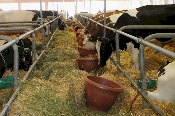 مصنعو الأعلاف بالمغرب ينفون الزيادات ويؤكدون تراجع الأسعار في 2025