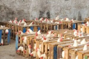 شبهات احتكار في قطاع الأعلاف والكتاكيت.. ومجلس المنافسة يتحرك ميدانيا