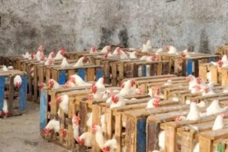 شبهات احتكار في قطاع الأعلاف والكتاكيت.. ومجلس المنافسة يتحرك ميدانيا