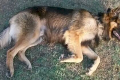 مرض غامض يقتل كلابا في أمريكا والباحثون يحذرون من احتمال انتقاله للبشر