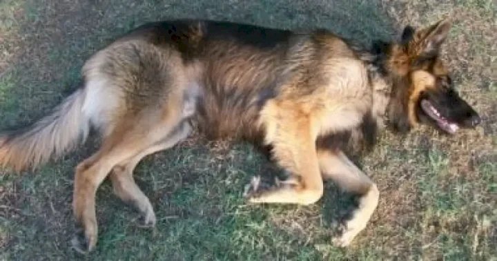 مرض غامض يقتل كلابا في أمريكا والباحثون يحذرون من احتمال انتقاله للبشر