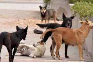 لمواجهة 100 ألف حالة عض.. خطة وطنية بـ 260 مليون درهم يكشف عنها لفتيت