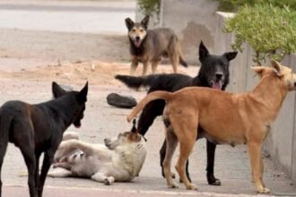 لمواجهة 100 ألف حالة عض.. خطة وطنية بـ 260 مليون درهم يكشف عنها لفتيت