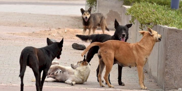 لمواجهة 100 ألف حالة عض.. خطة وطنية بـ 260 مليون درهم يكشف عنها لفتيت