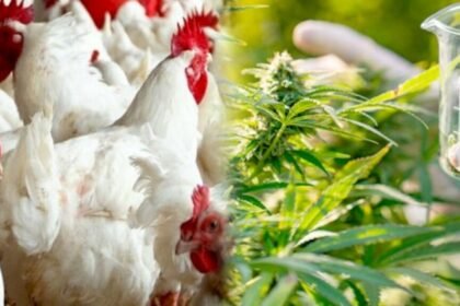 Signature dun accord pour lutilisation du cannabis dans lélevage avicole au Maroc