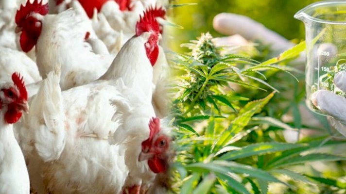 Signature dun accord pour lutilisation du cannabis dans lélevage avicole au Maroc