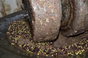 لجان مراقبة سرية تضبط معاصر زيتون متورطة في تلويث الوديان والسدود