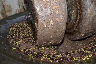 لجان مراقبة سرية تضبط معاصر زيتون متورطة في تلويث الوديان والسدود