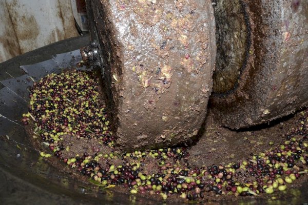 لجان مراقبة سرية تضبط معاصر زيتون متورطة في تلويث الوديان والسدود