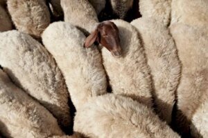 تاوريرت.. إعادة تكوين القطيع الوطني تدعم صمود المربين أمام الجفاف