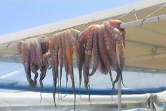 شمبريرات في عرض البحر: شبكات تهريب الأخطبوط تتحدى المراقبة بسواحل الداخلة