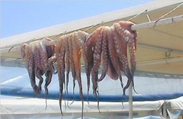 شمبريرات في عرض البحر: شبكات تهريب الأخطبوط تتحدى المراقبة بسواحل الداخلة