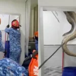 –-لحظة-ظهور-أفعى-ضخمة-داخل-منزل-هندي-على-نحو-مفاجئ.-فيديو